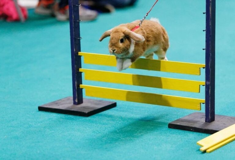 animal-sports